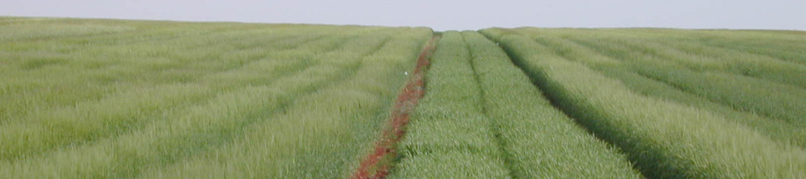 Antonio Michele Stanca